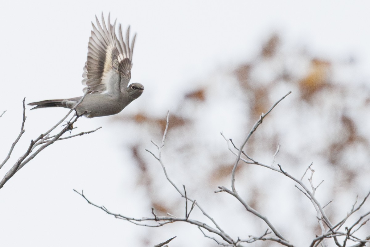 Townsend's Solitaire - ML646278146