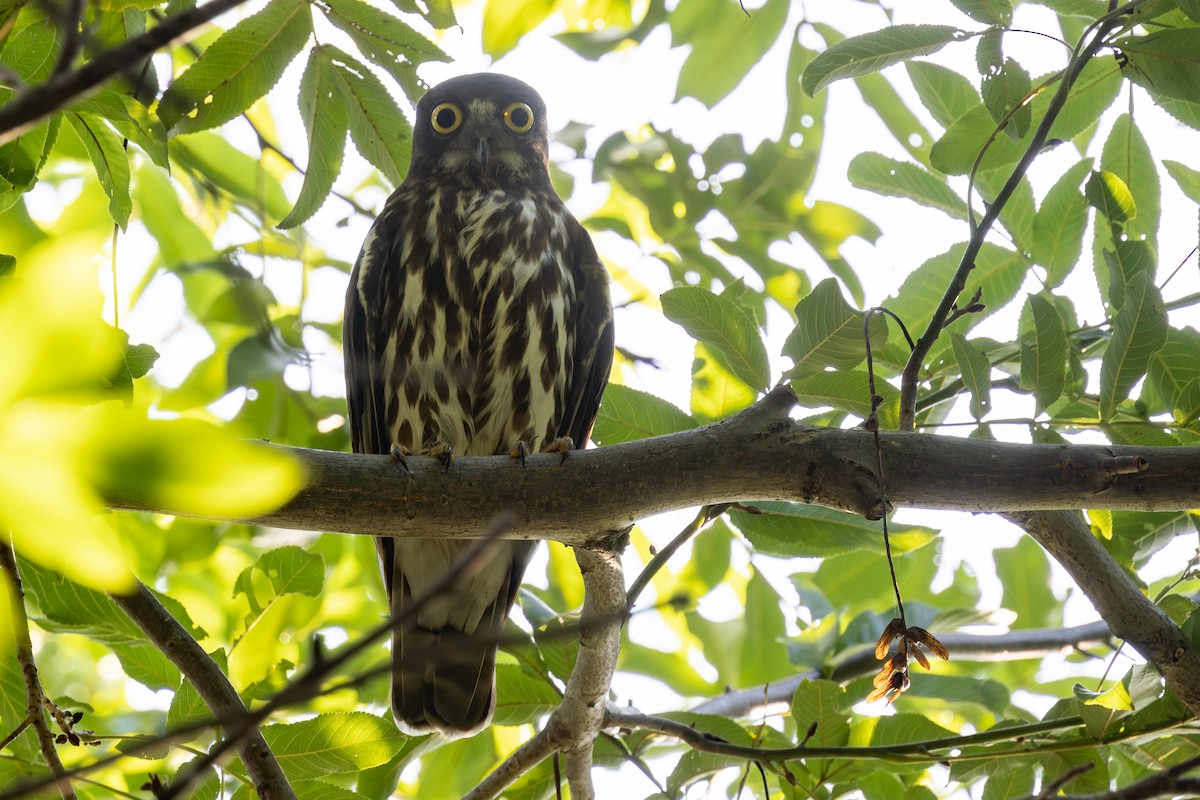 Northern Boobook - ML646278147