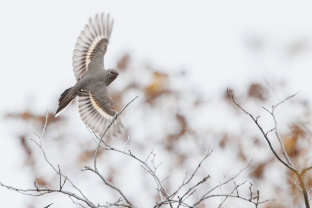 Townsend's Solitaire - ML646278148