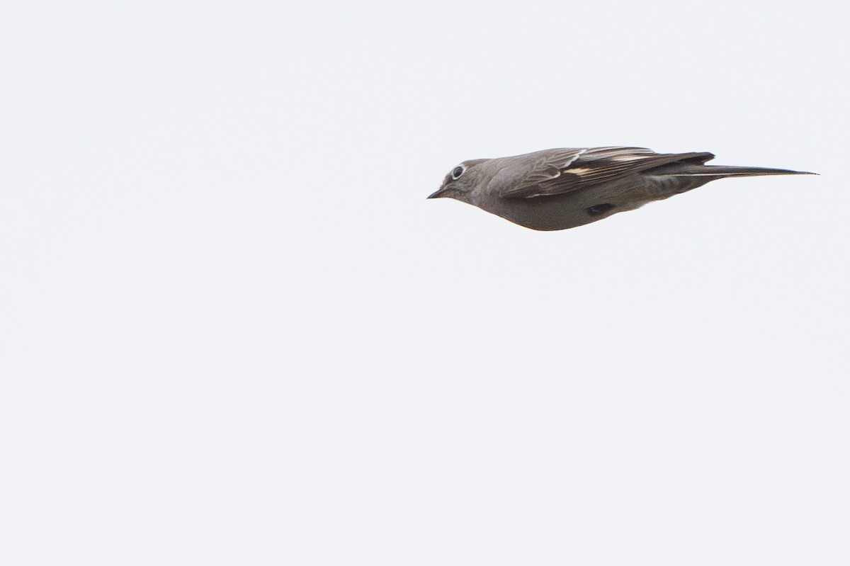 Townsend's Solitaire - ML646278150
