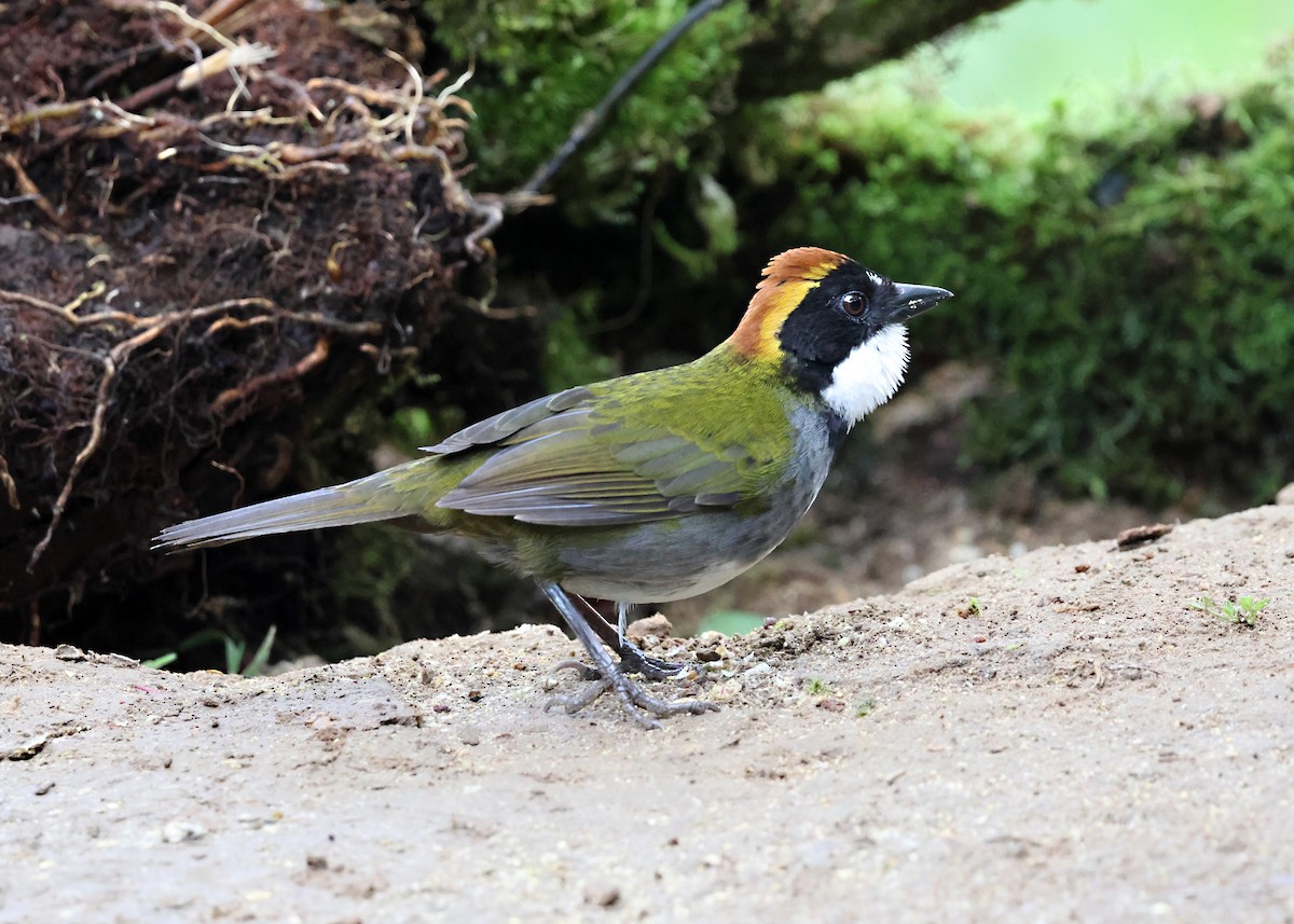 Chestnut-capped Brushfinch - ML646278154