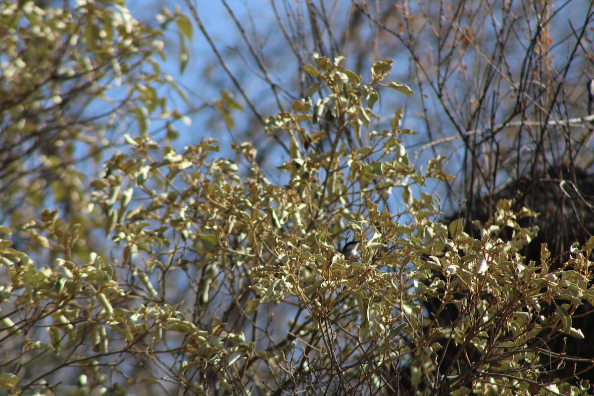 Marañon Gnatcatcher - ML646278157