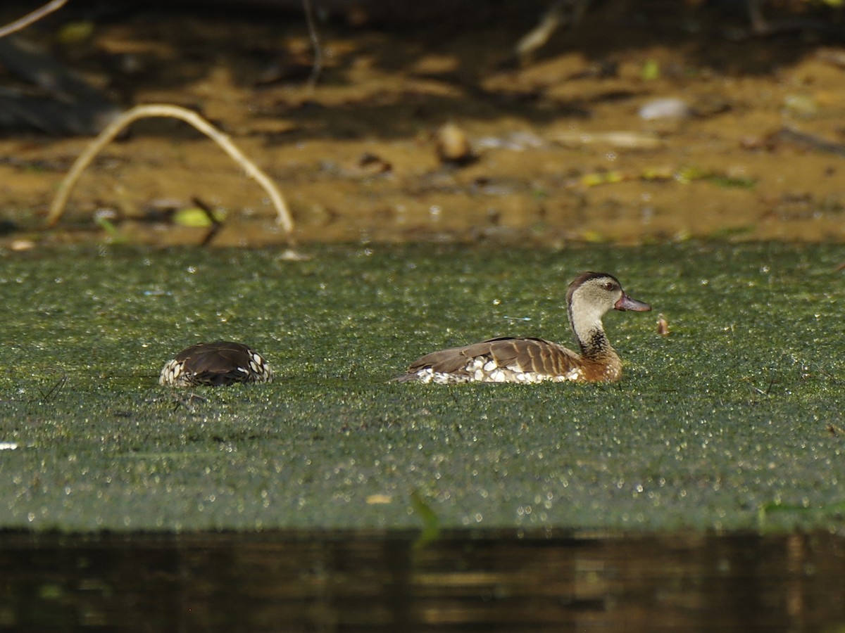 husička tečkovaná - ML646278159