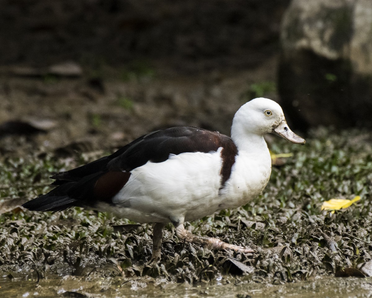 husice bělohlavá - ML646278160