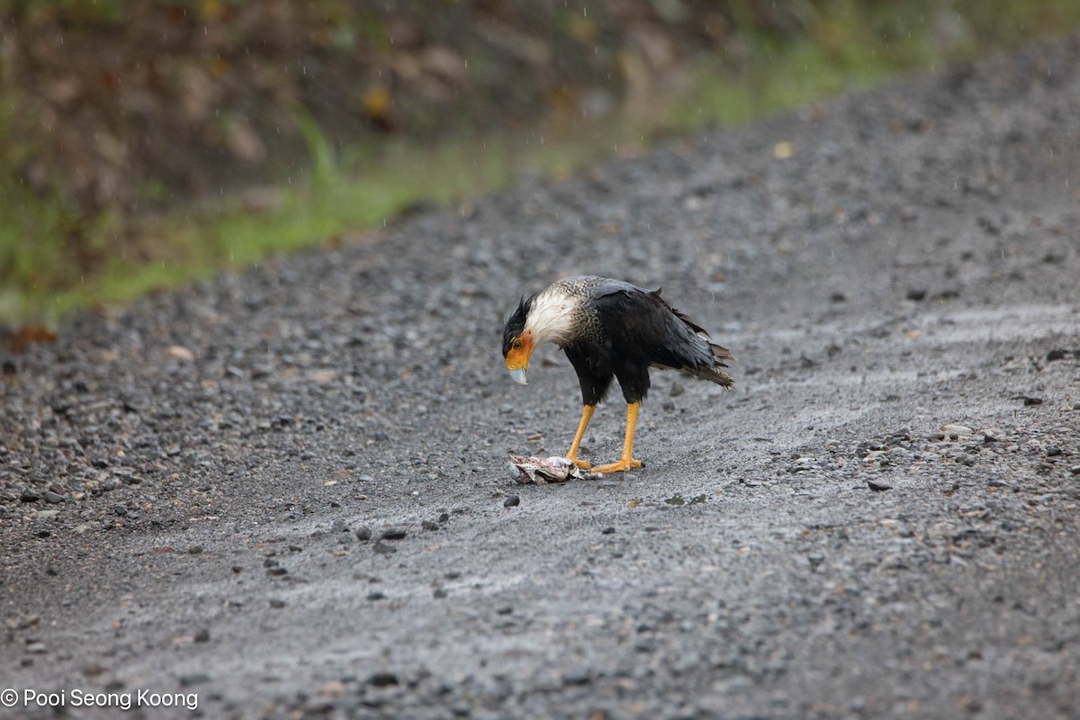 Crested Caracara - ML646278162
