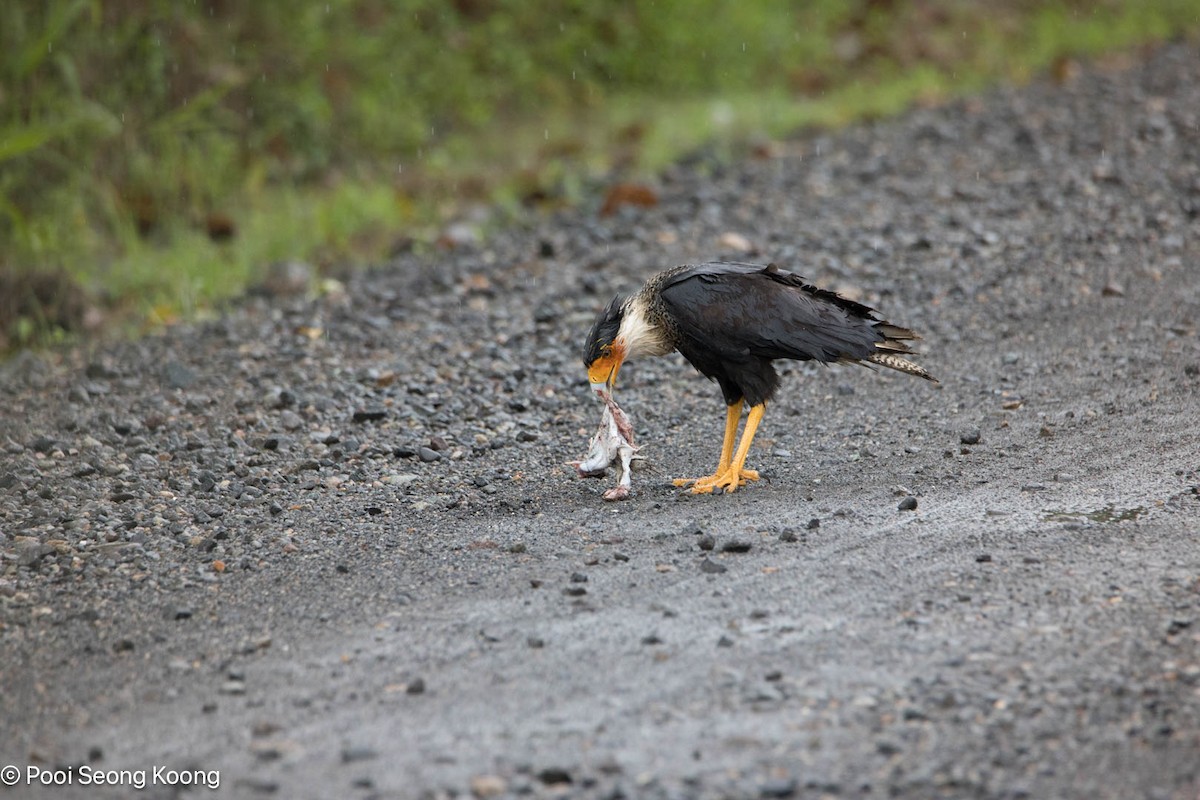 Crested Caracara - ML646278163