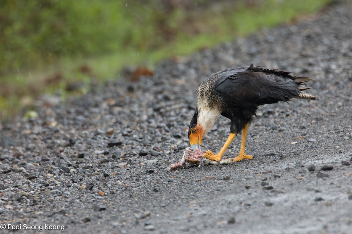 Crested Caracara - ML646278166