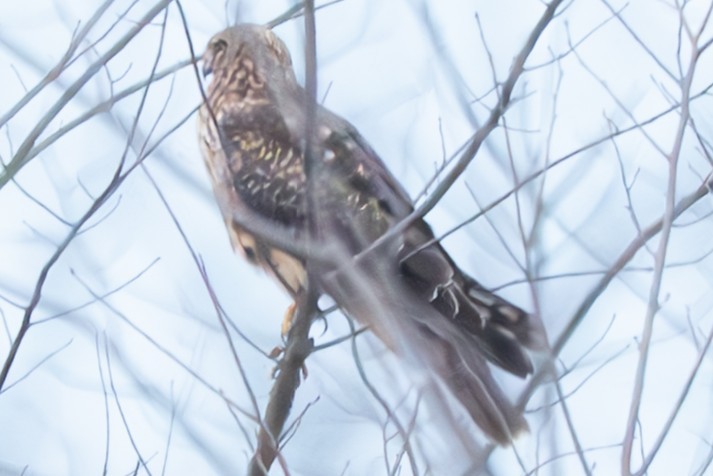 זרון אמריקני - ML646278168