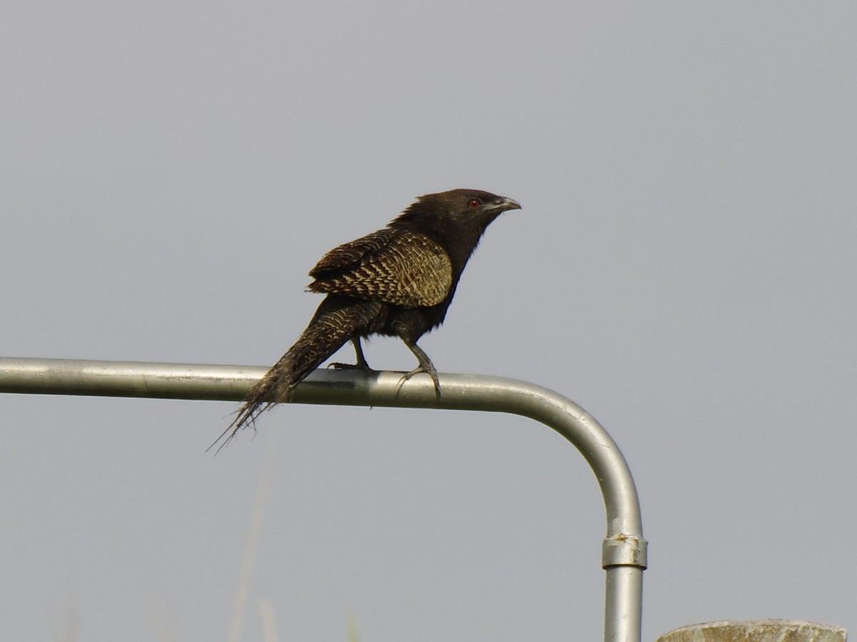 kukačka bažantí [skupina phasianinus] - ML646278171