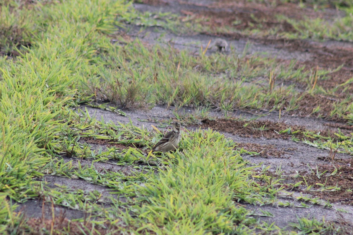 American Pipit - ML646278175