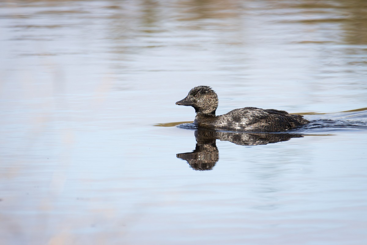 Musk Duck - ML646278177