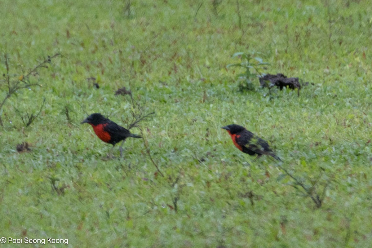 Sturnelle militaire - ML646278179