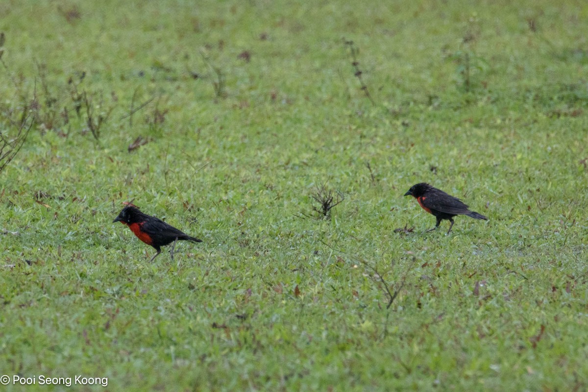 Sturnelle militaire - ML646278180