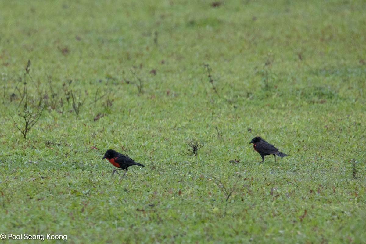 Sturnelle militaire - ML646278181