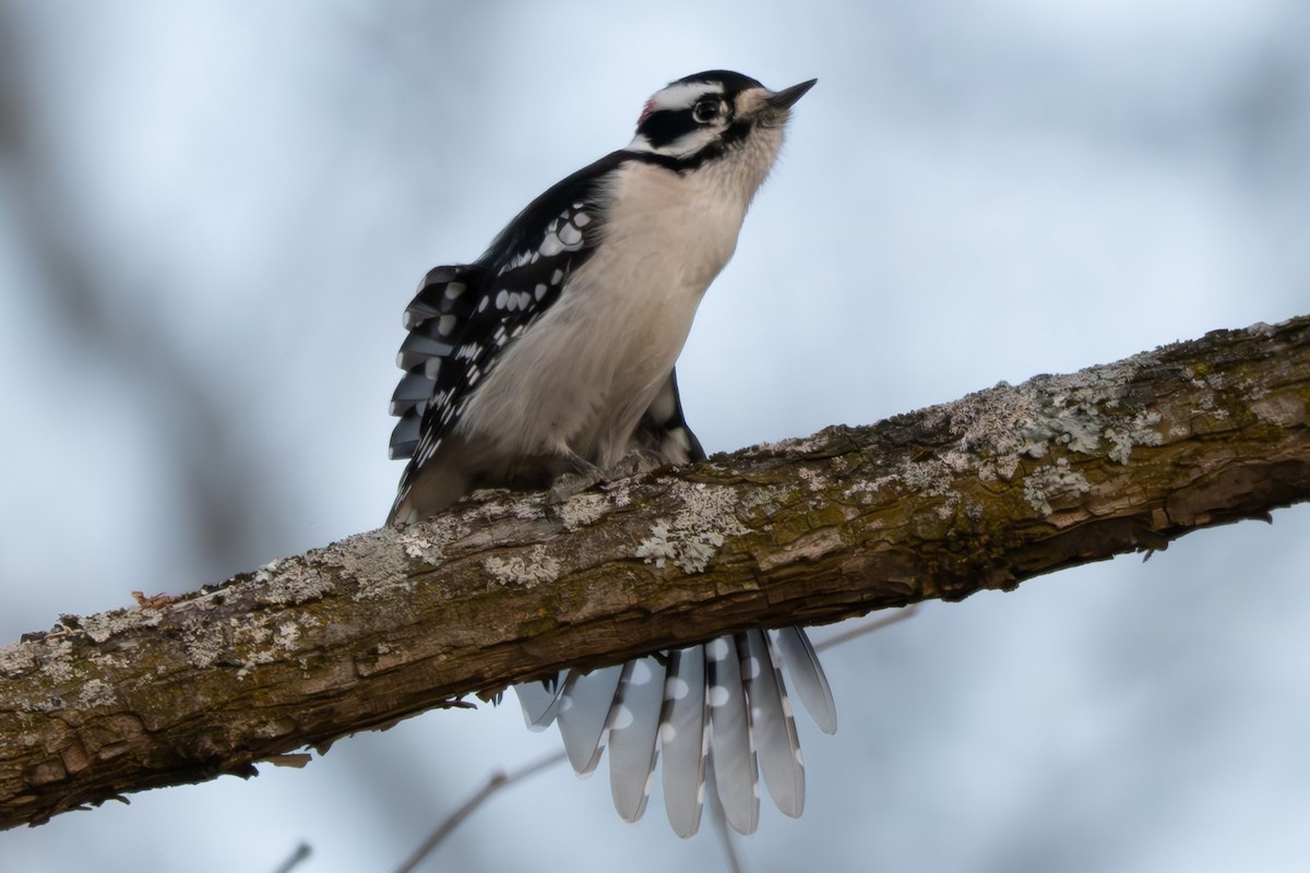 Downy Woodpecker - ML646278182