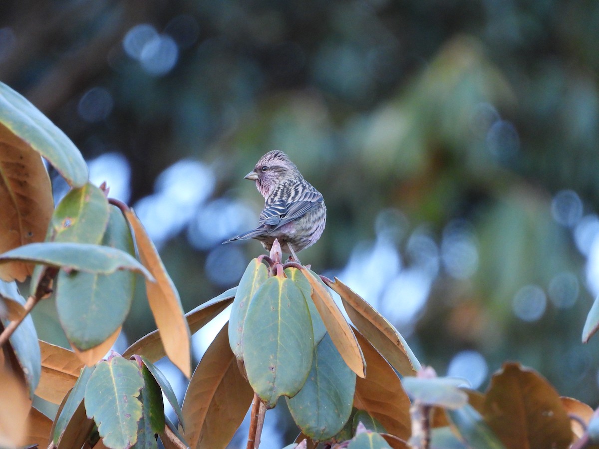 Himalayan Beautiful Rosefinch - ML646278183