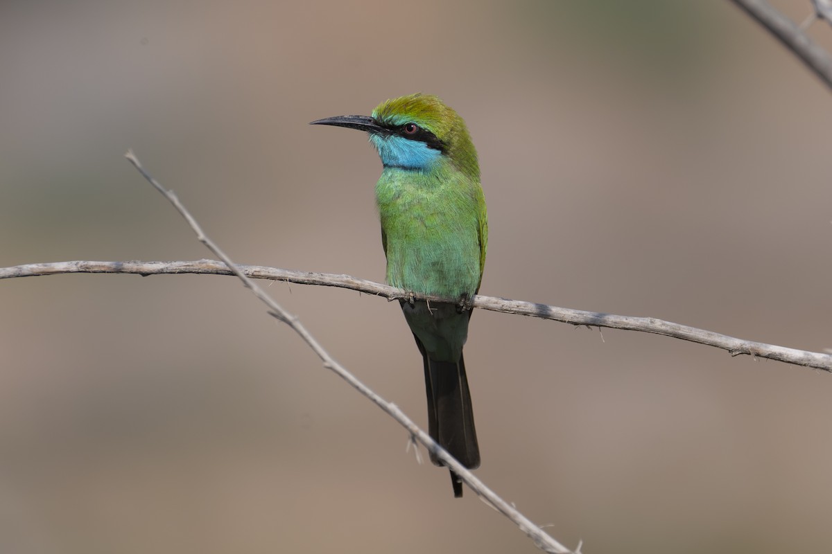 Arabian Green Bee-eater - ML646278186