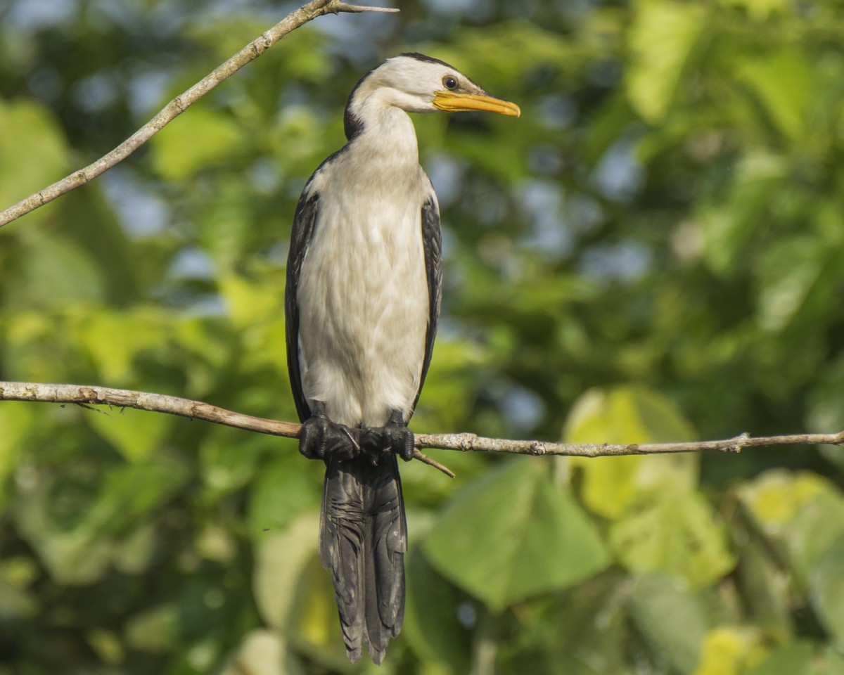 kormorán černobílý - ML646278187