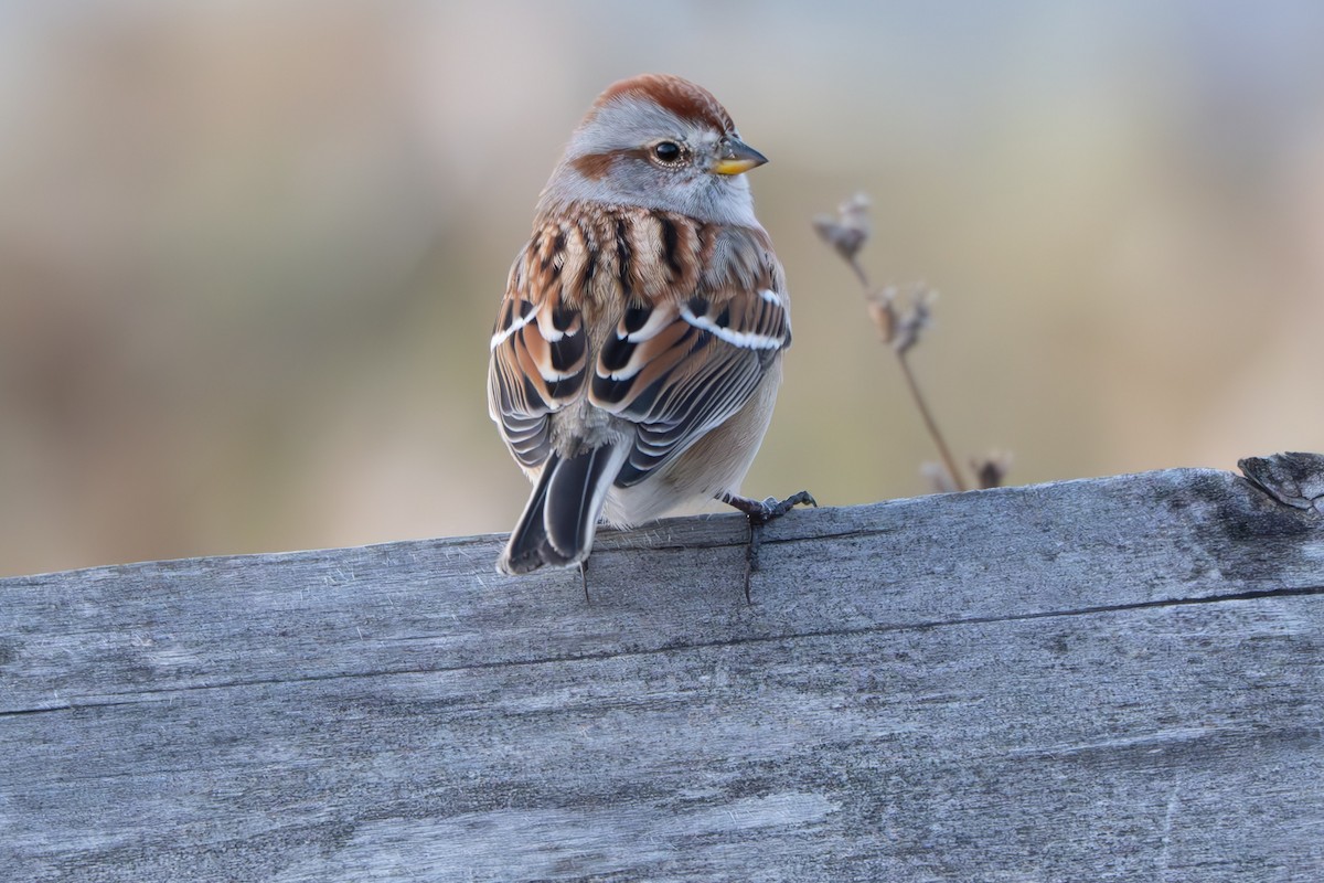 ムナフヒメドリ - ML646278188