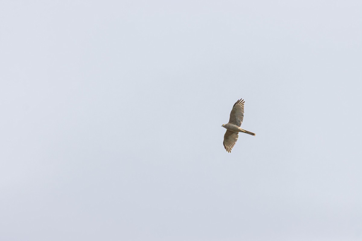 Brown Goshawk - ML646278189