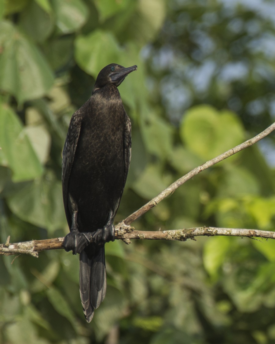 kormorán australský - ML646278191