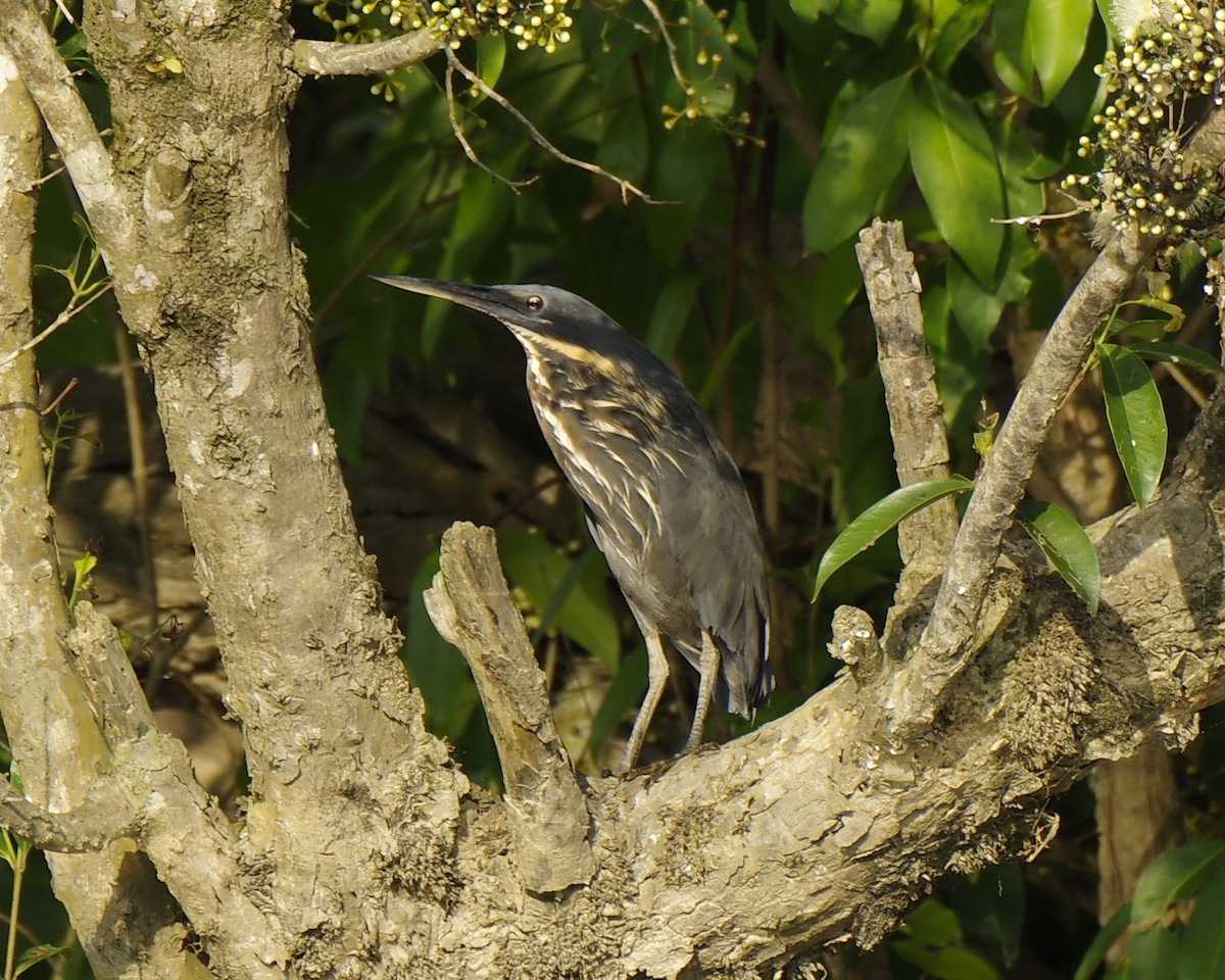 bukáček žlutokrký - ML646278193