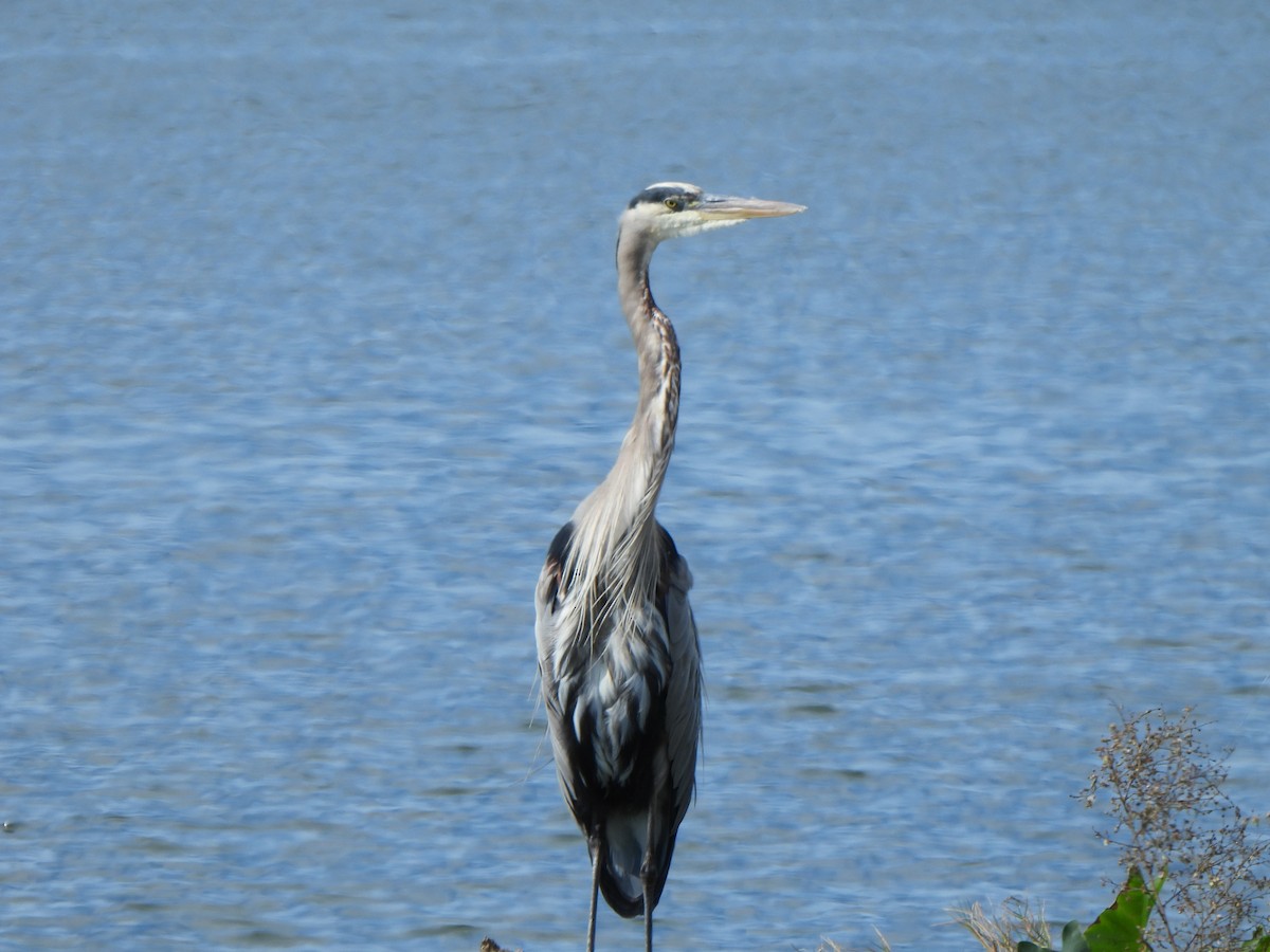 オオアオサギ（herodias グループ） - ML646278194