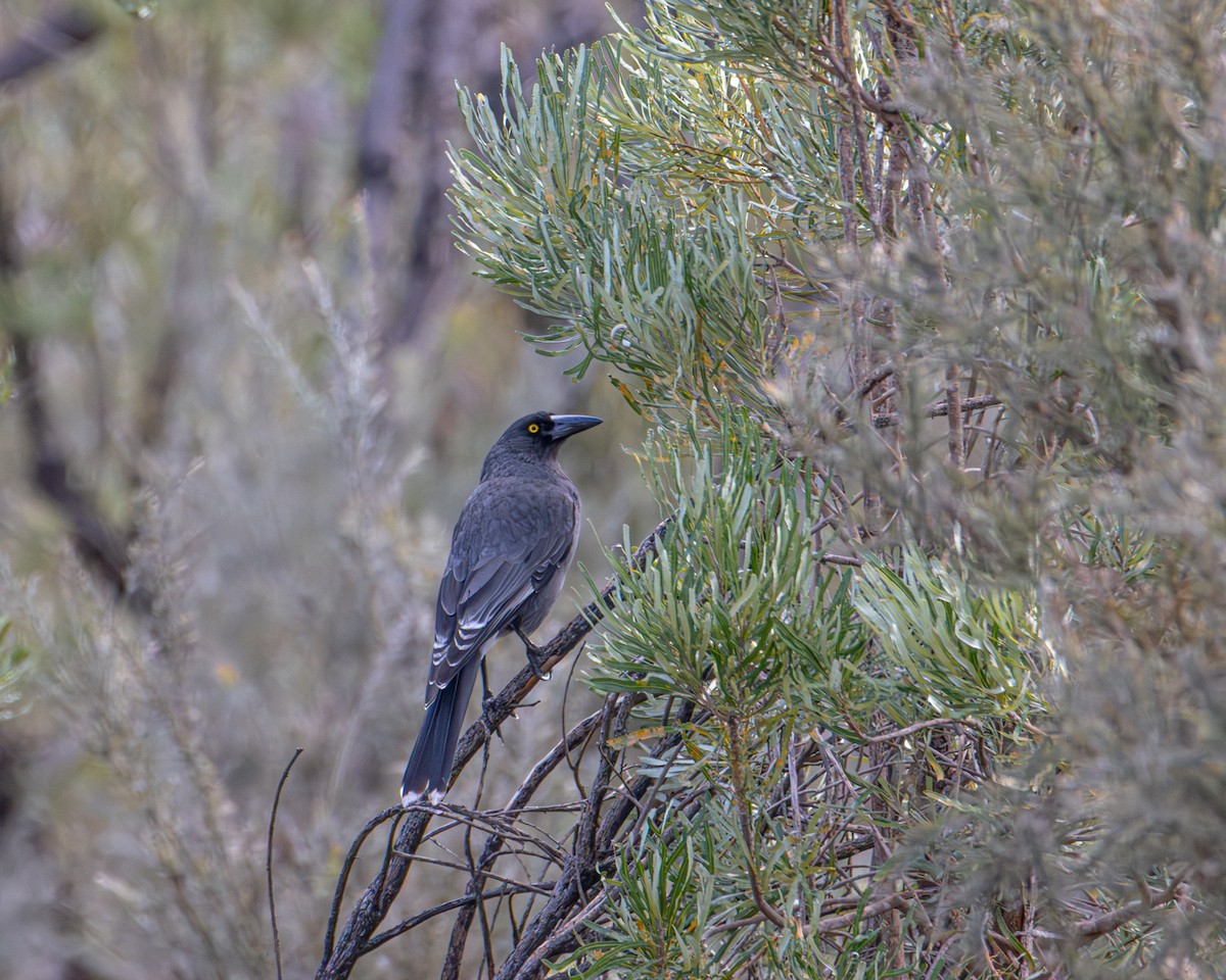 Gray Currawong - ML646278195