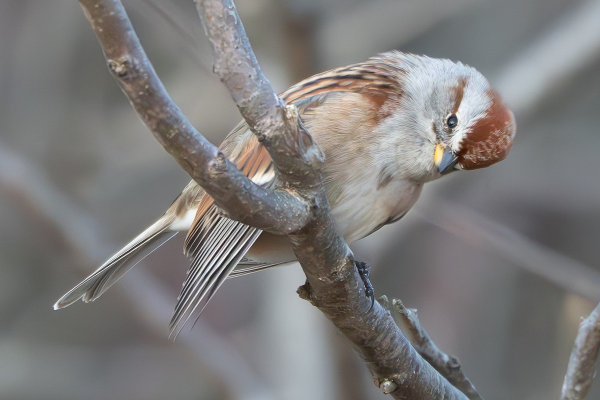 ムナフヒメドリ - ML646278203