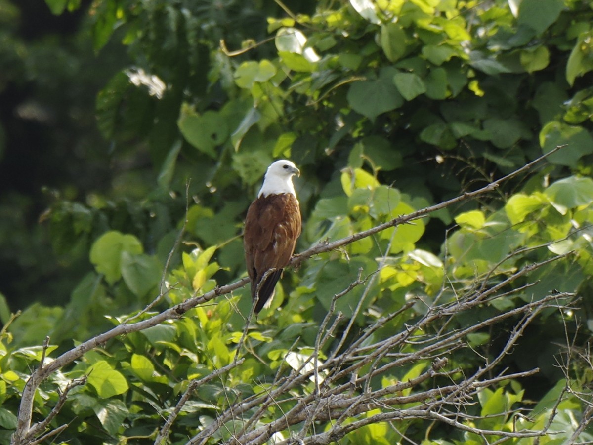 luňák bělohlavý - ML646278204