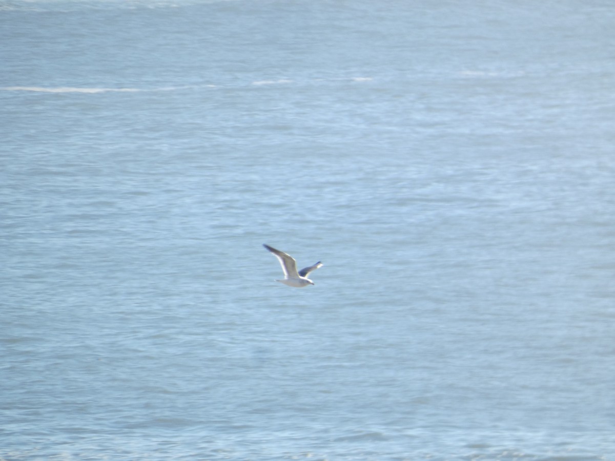 gull sp. - ML646278205