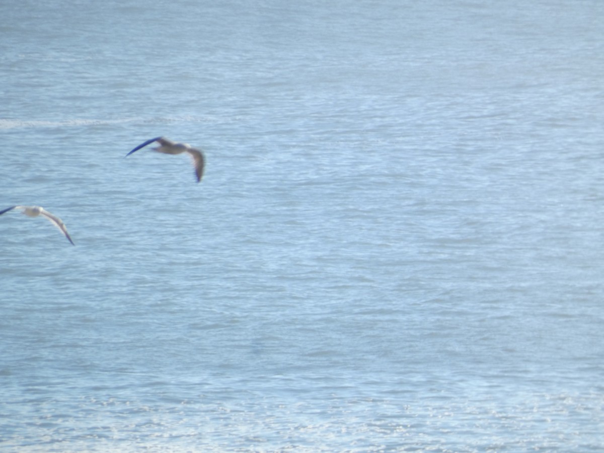 gull sp. - ML646278207