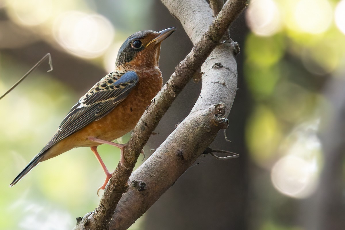 White-throated Rock-Thrush - ML646278209