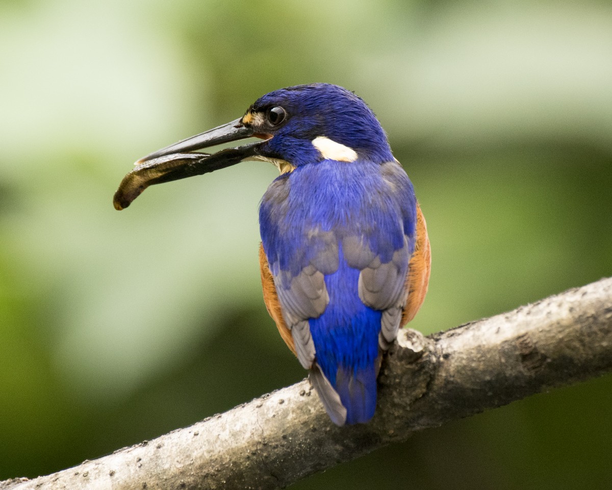 Azure Kingfisher - ML646278210