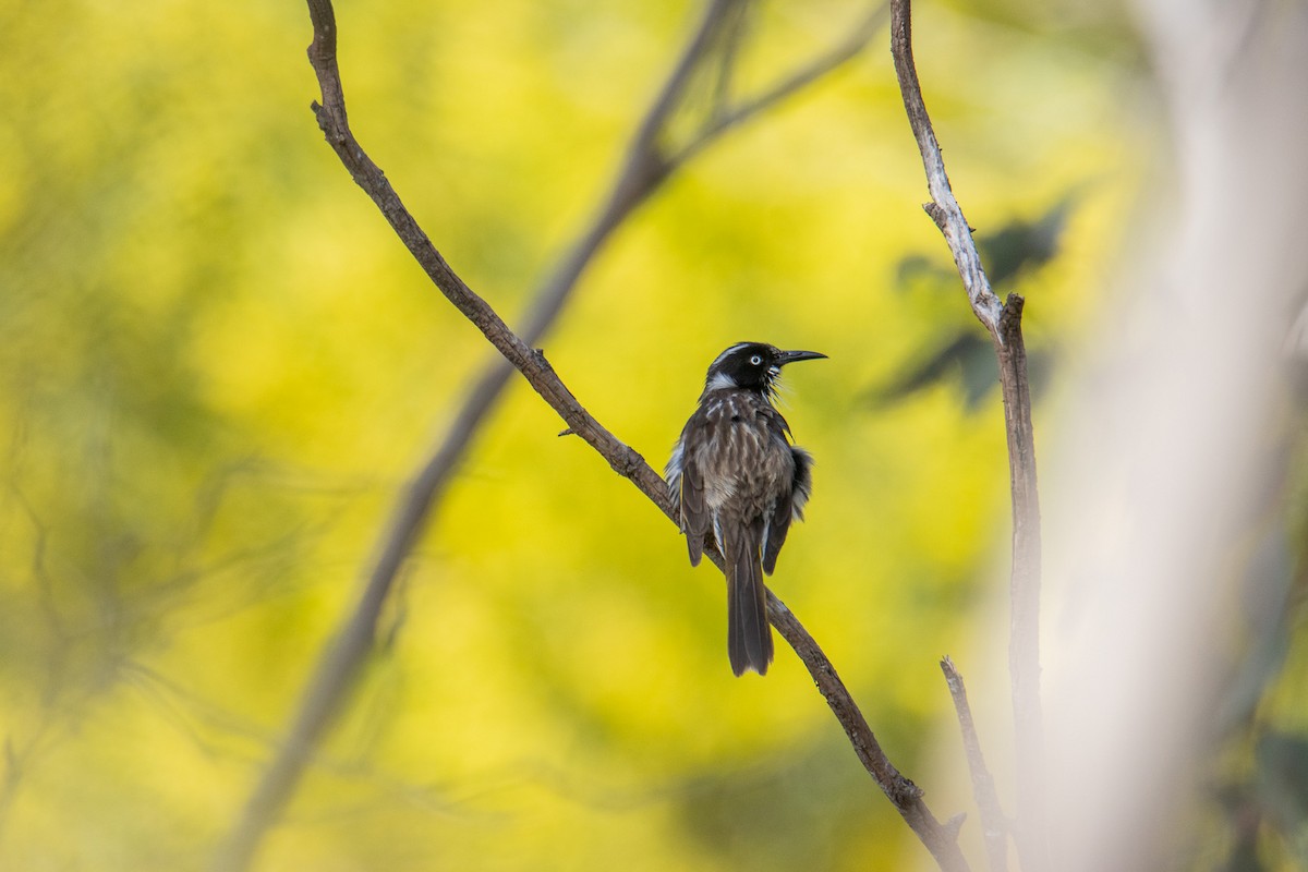 New Holland Honeyeater - ML646278211