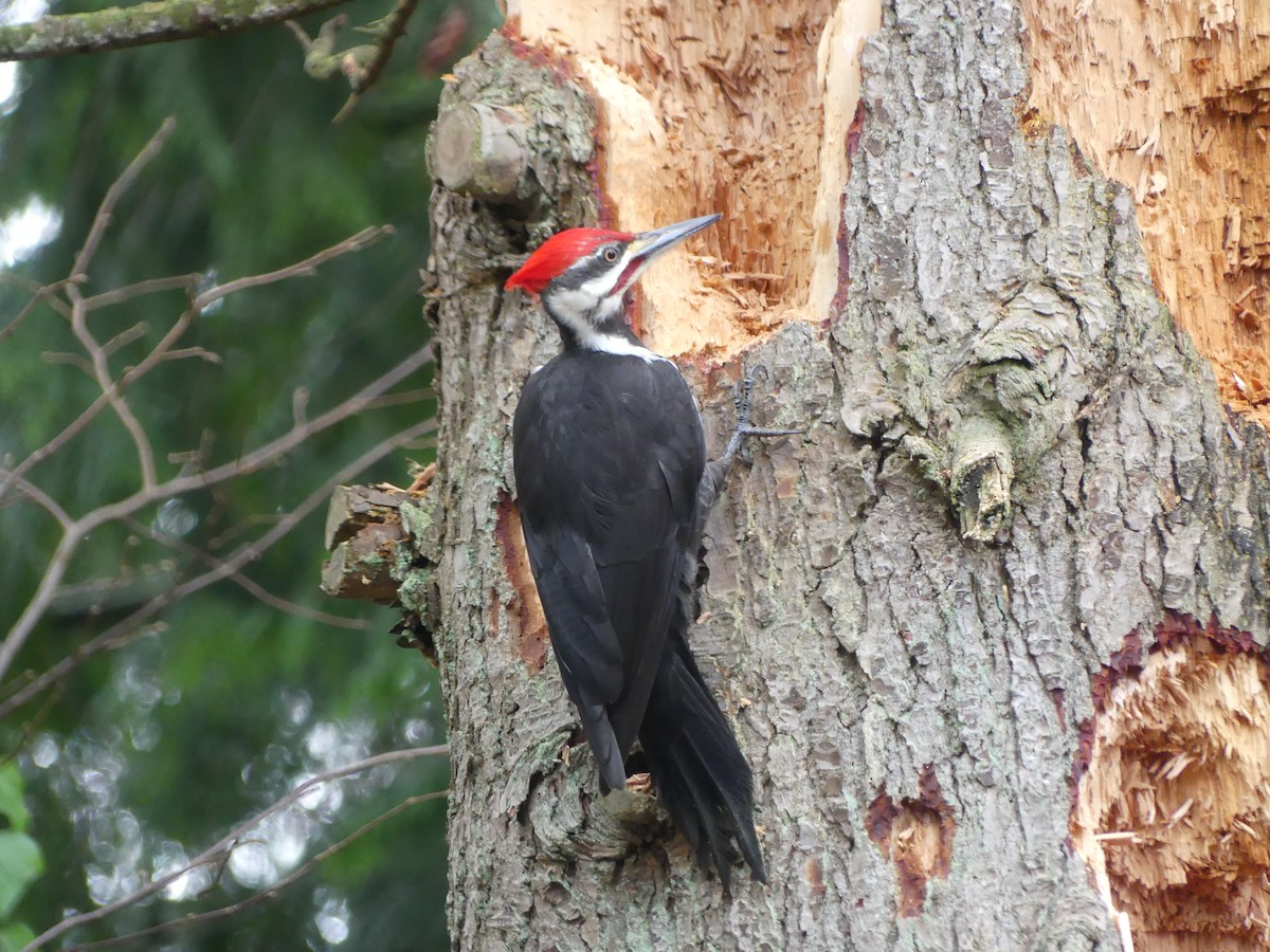 Pileated Woodpecker - ML646278212