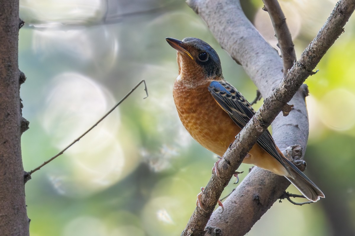 White-throated Rock-Thrush - ML646278213