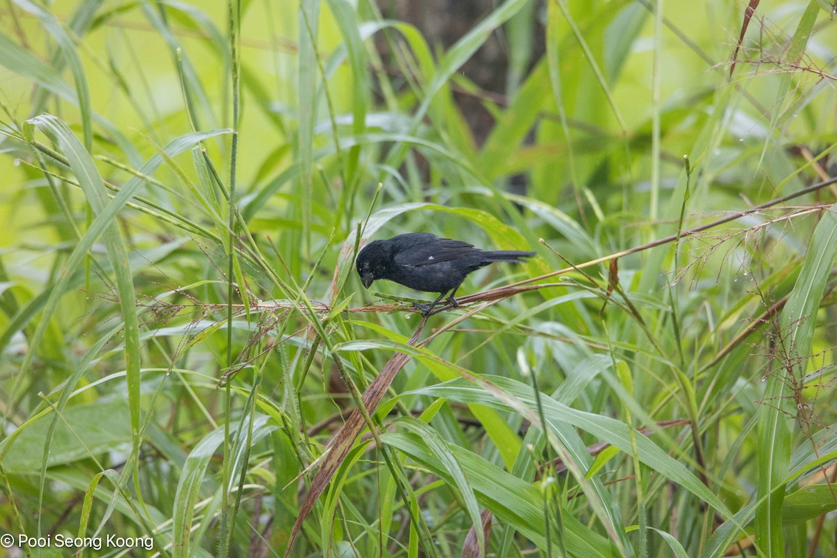 Groove-billed Ani - ML646278214