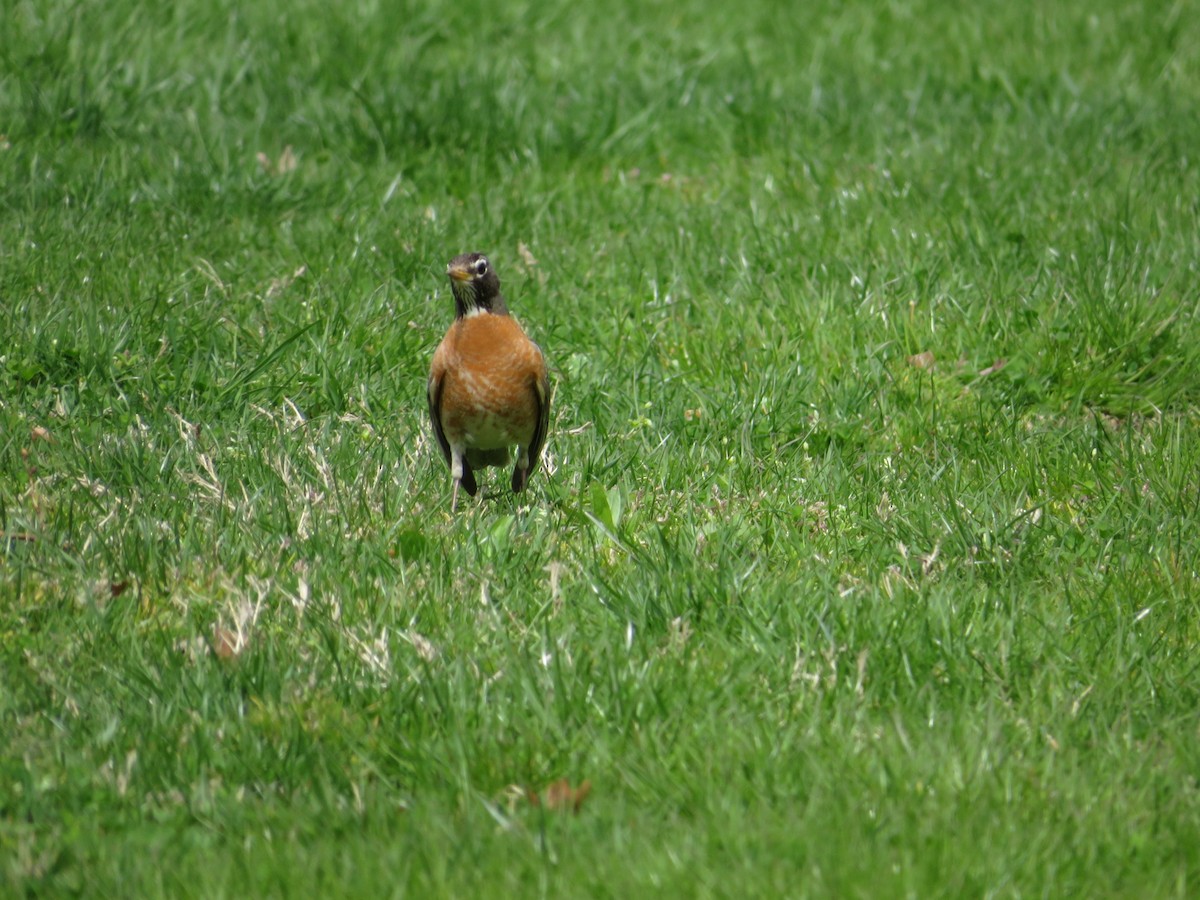American Robin - ML646278217