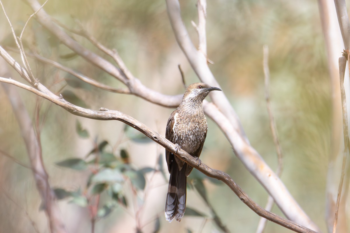 Western Wattlebird - ML646278219