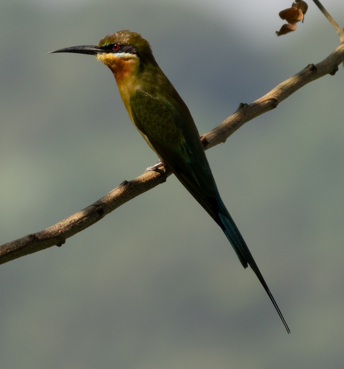 Blue-tailed Bee-eater - ML646278220