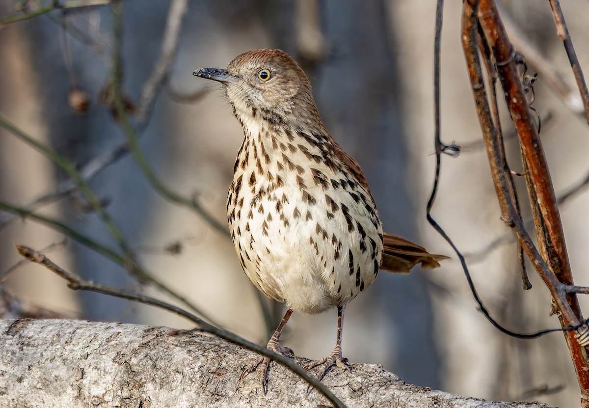 Brown Thrasher - ML646278221