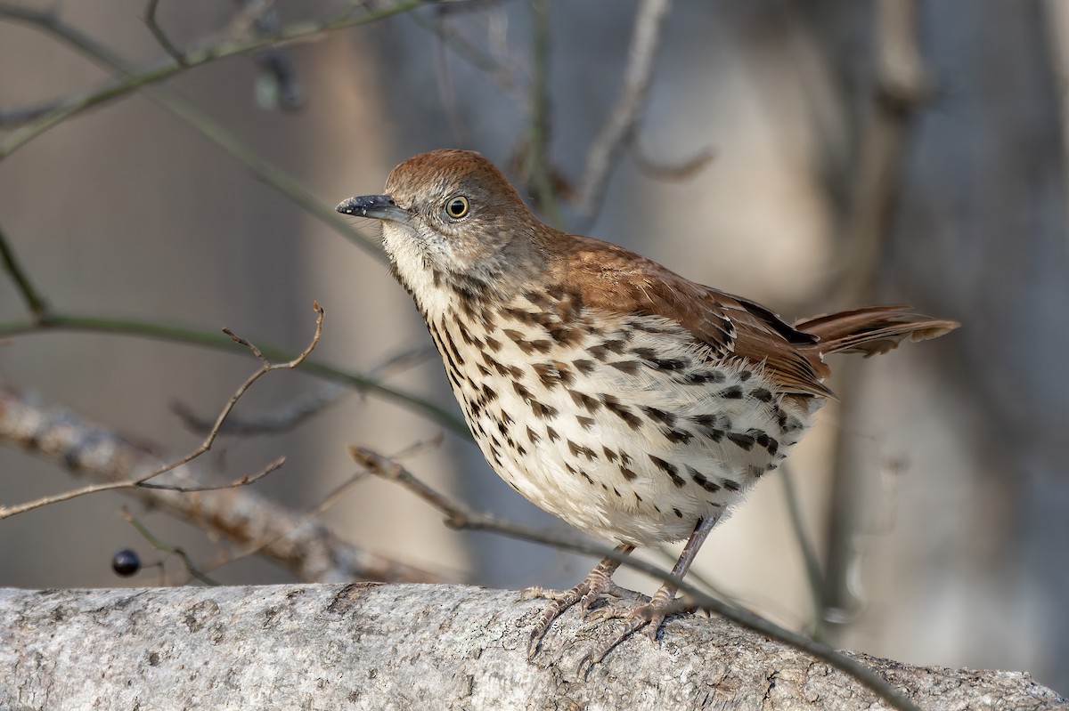 Brown Thrasher - ML646278222