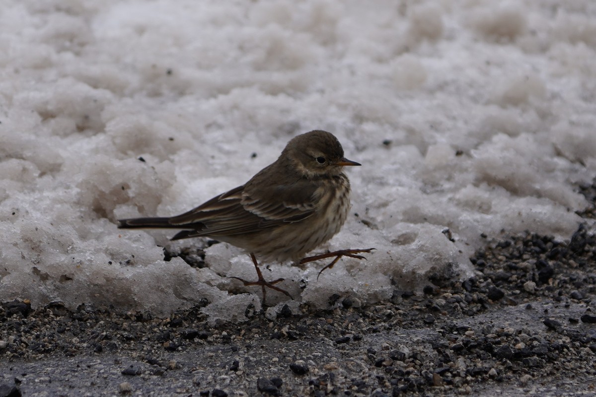 American Pipit - ML646278224