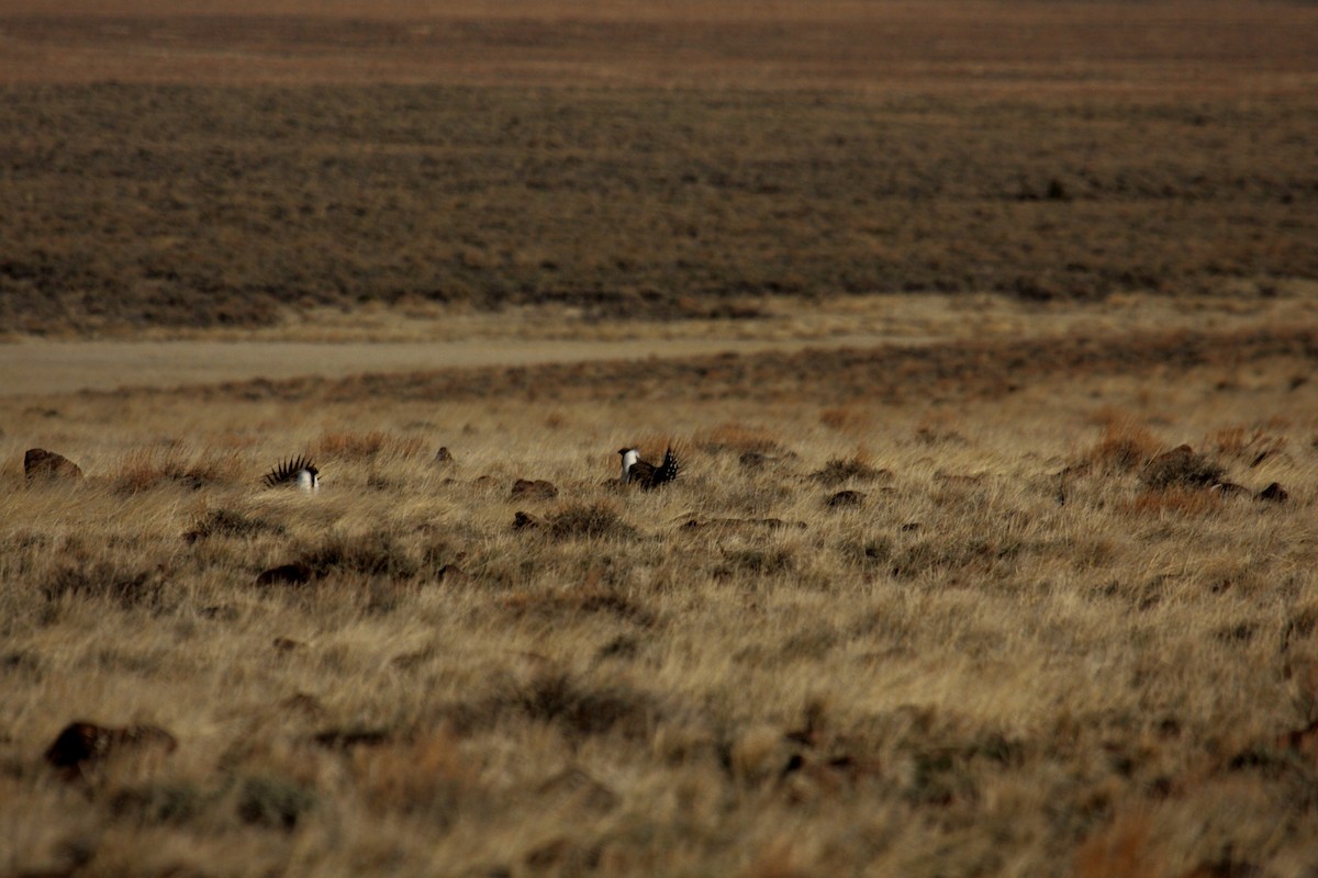 Greater Sage-Grouse - ML646278225