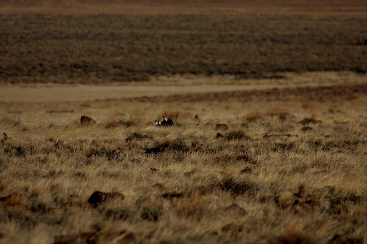 Greater Sage-Grouse - ML646278226
