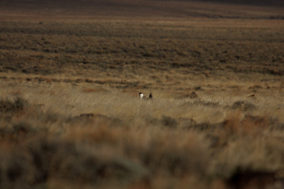 Greater Sage-Grouse - ML646278227