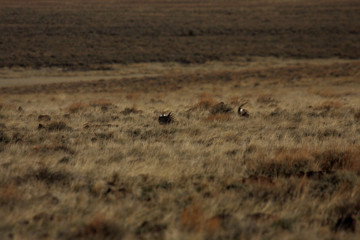 Greater Sage-Grouse - ML646278228