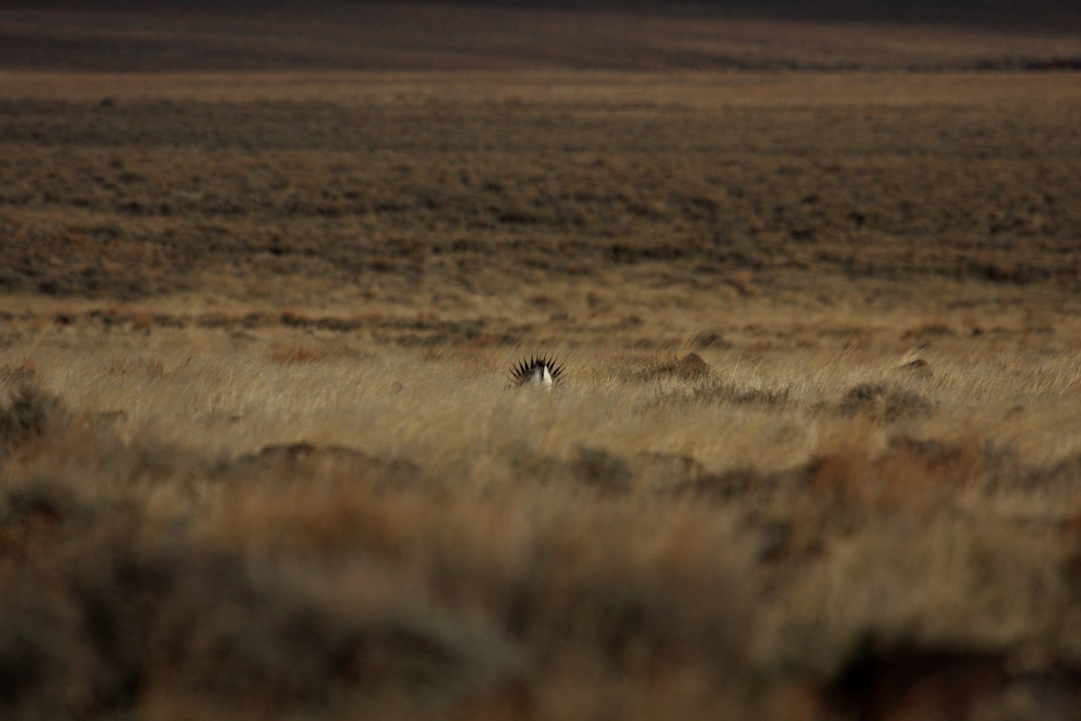 Greater Sage-Grouse - ML646278229