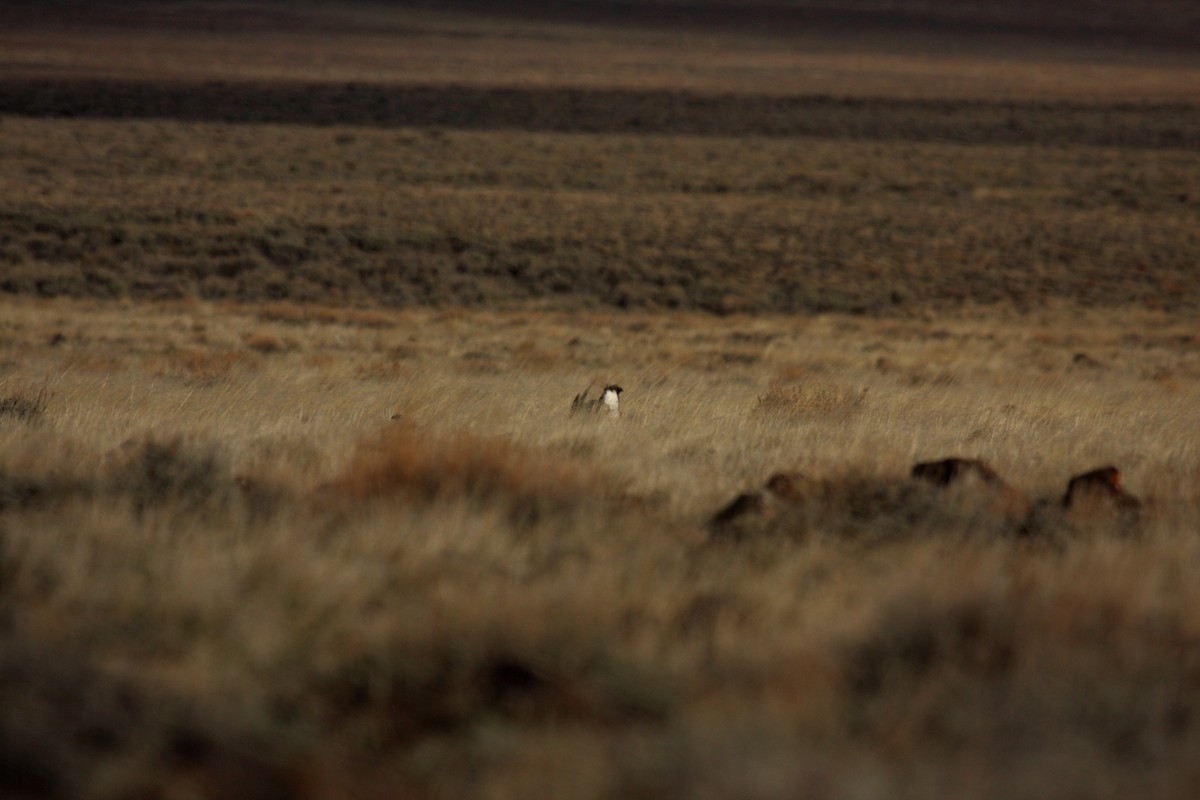 Greater Sage-Grouse - ML646278230